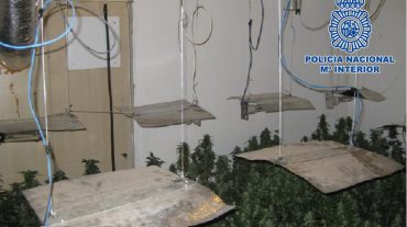 Hallan 700 plantas de marihuana en una vivienda de Granada