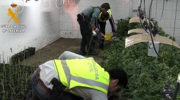 Incautadas más de 3.000 plantas de cannabis en el interior de un antiguo matadero