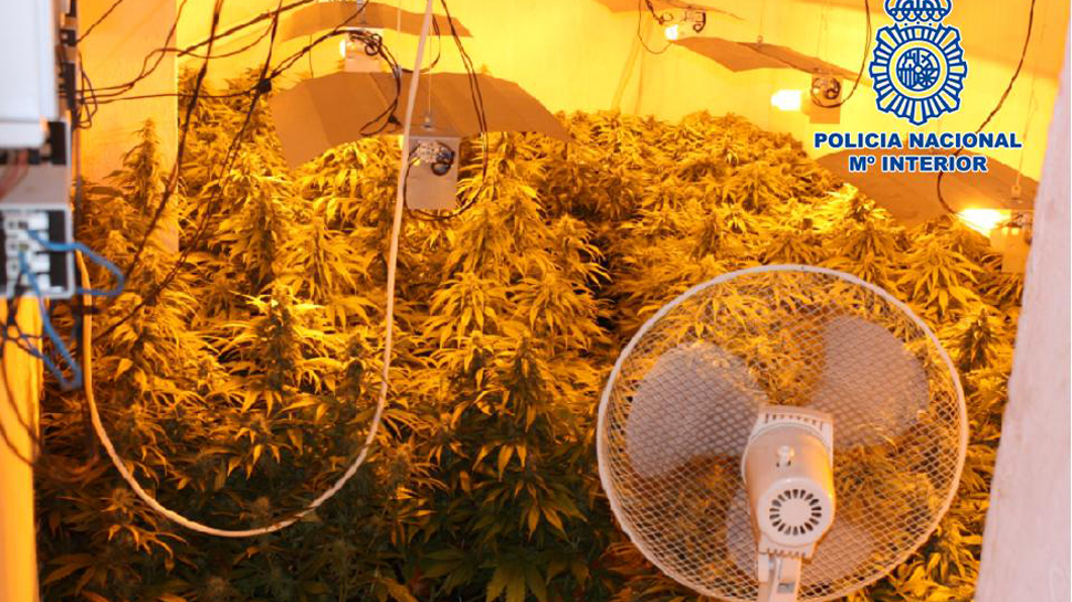 Detenida una persona y desmantelado un invernadero 'indoor' de marihuana