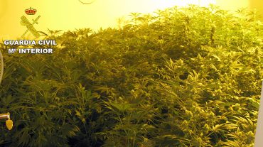 Intervienen en Pulianas más de 500 plantas de cannabis y detienen a dos personas