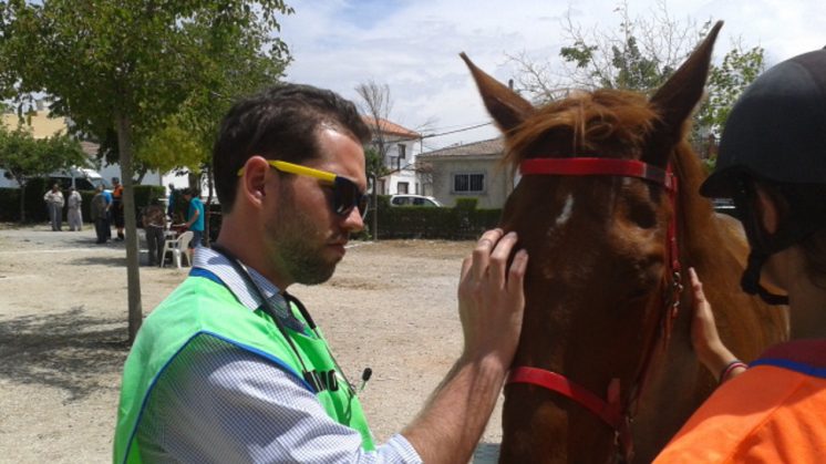 Un veterinario examina a un caballo en un vet-gat. Foto: AG