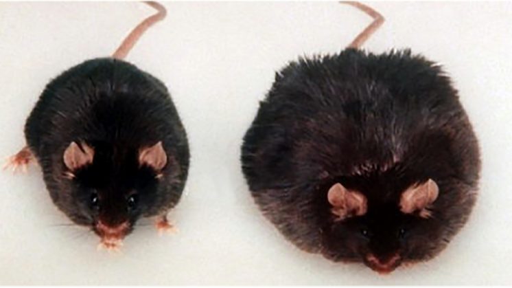 Una rata Zucker similar a la empleada para este estudio, y que constituye uno de los modelos genéticos de obesidad mejor caracterizados. Foto: UGR