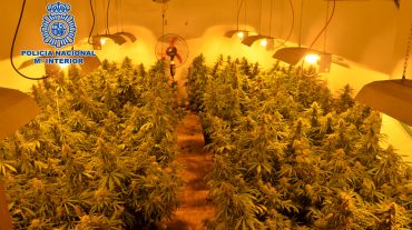 Intervenidas más de 1.000 plantas de marihuana en un invernadero clandestino en unos trasteros