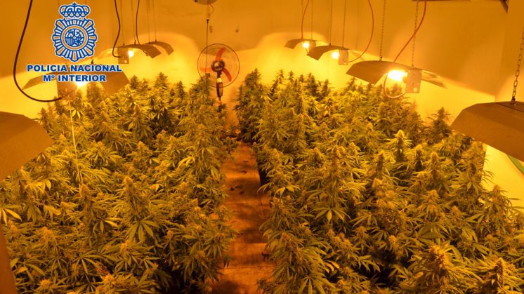 Intervenidas más de 1.000 plantas de marihuana en un invernadero clandestino en unos trasteros