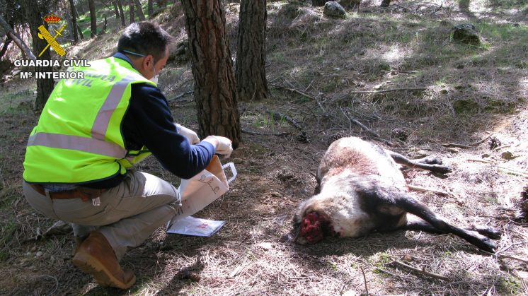 Desarticulado un grupo organizado dedicado a la caza furtiva en Granada y Jaén