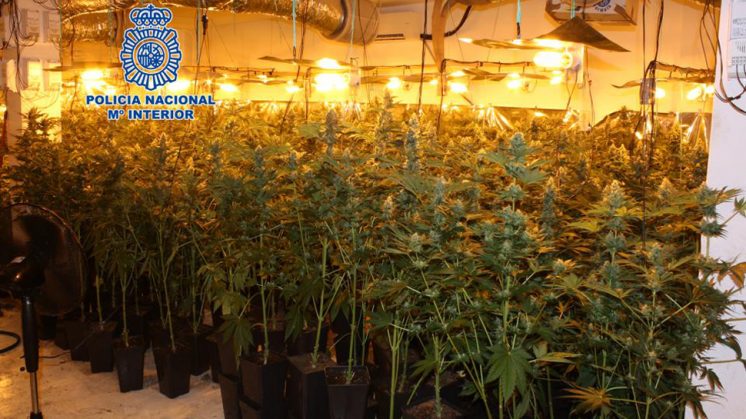Desmantelan un invernadero con 400 plantas de marihuana en Cúllar Vega