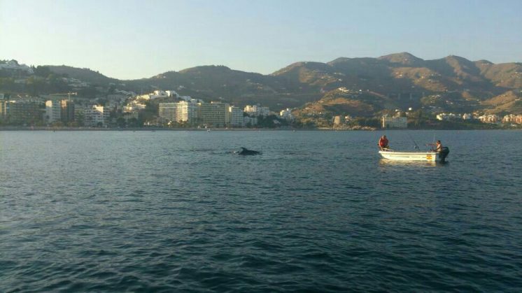 Momento en el que la familia vio al grupo de delfines. Foto: Inés Salvador