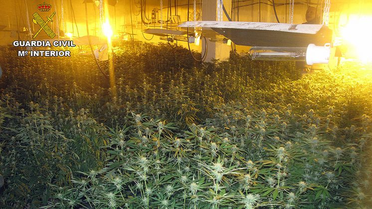 El cannabis incautado por la Guardia Civil. Foto: GC