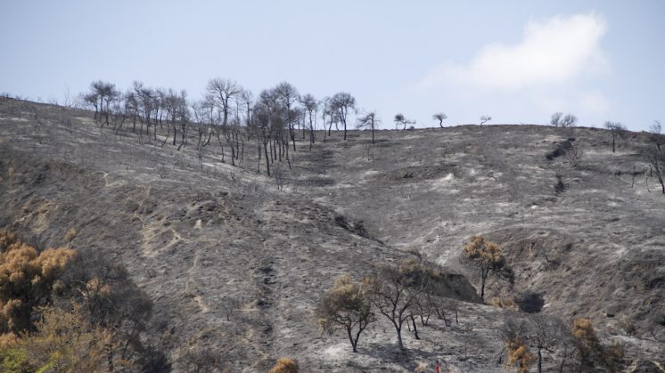La zona quemada afecta a más de 200 hectáreas. Foto: Álex Cámara