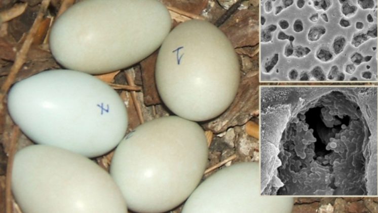 Puesta de abubilla en la que se aprecia la diferencia entre el último huevo recién puesto, aún azulado, y el primero, ya algo impregnado de secreción. Foto: UGR.