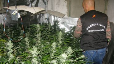 Descubren una plantación de marihuana al detener a un hombre por malos tratos