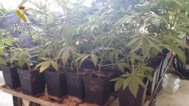 Descubren una plantación de marihuana al desalojar a los moradores de una vivienda en Cúllar Vega