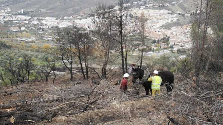 Los trabajos en la zona son mixtos, al usarse maquinaria y animales como mulos para la retirada de árboles quemados. Foto: Álex Cámara