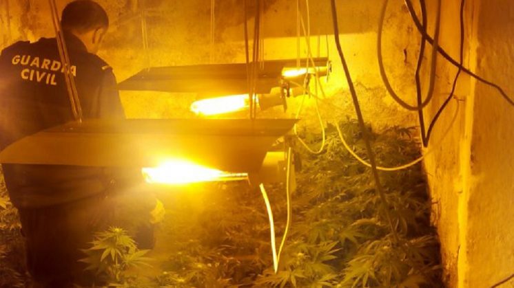 Descubren 766 plantas de marihuana en cuatro viviendas de Pinos Puente