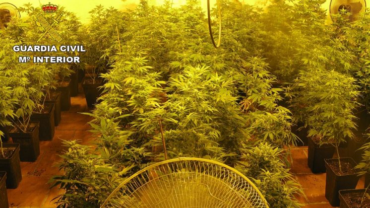 Descubren 316 plantas de marihuana en Fuente Vaqueros