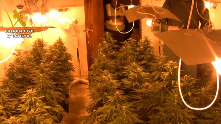 Plantas de cannabis en uno de los laboratorios registrados por la Guardia Civil. Foto: aG