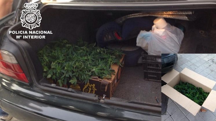 Dos detenidos cuando transportaban en su vehículo 300 esquejes de plantas de cannabis
