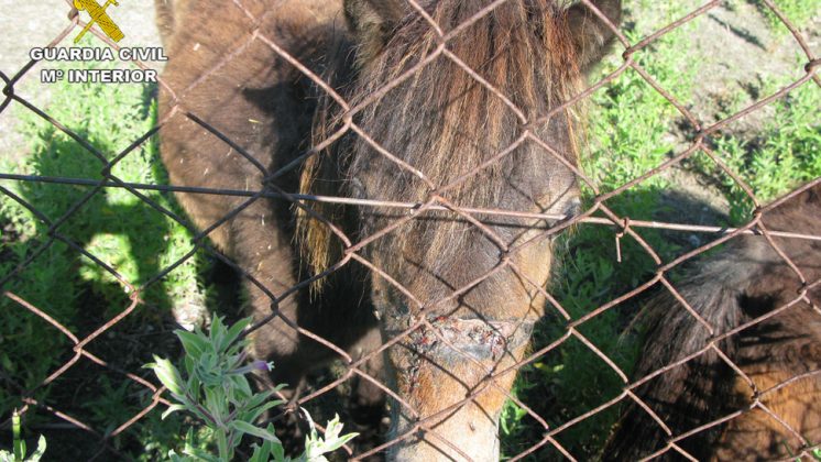 El imputado es propietario de unos animales abandonados y desnutridos en una finca de Padul. Foto: Guardia Civil