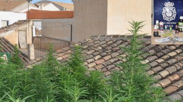 Detenida una persona y desmanteladas dos plantaciones de marihuana en Baza