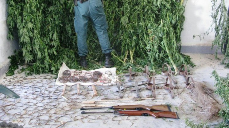 La Guardia Civil inició las pesquisas tras observar las ramas de cannabis que sobresalían de un muro. Foto: aG.