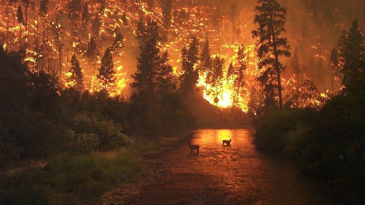 Un estudio predice grandes incendios en bosques de Estados Unidos y Europa a causa del cambio climático
