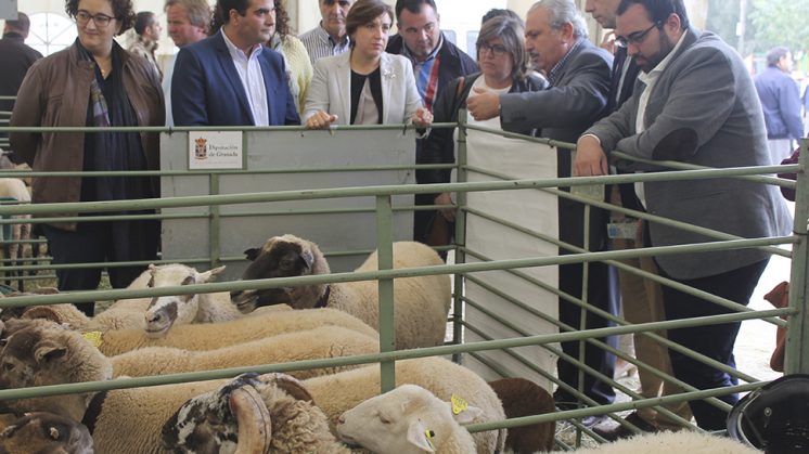 La oveja Lojeña, como el cordero Segureño y la cabra Murciano-granadina, “conforman las señas de identidad de la ganadería de la provincia. Foto: aG