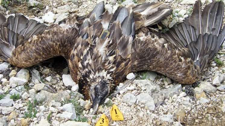 Una de las dos aves muertas por estos hechos. Foto: Junta de Andalucía
