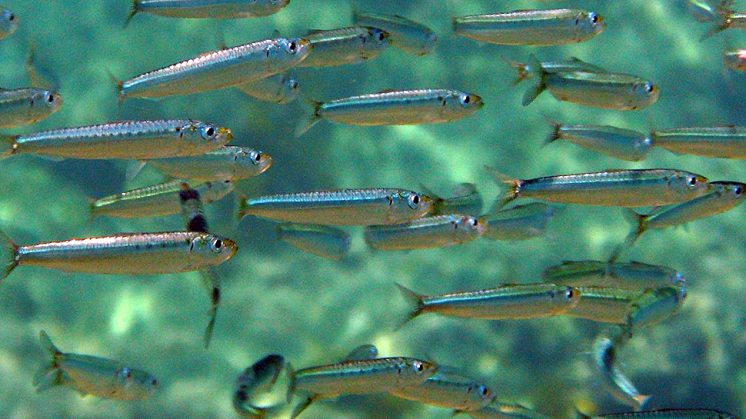 Las especies más descartadas son especies comerciales como la sardina, el jurel y el aligote. Foto: UGR