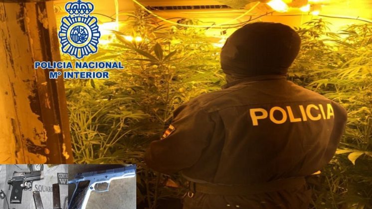 Detenidas 14 personas y desmanteladas 19 plantaciones 'indoor' de marihuana en viviendas
