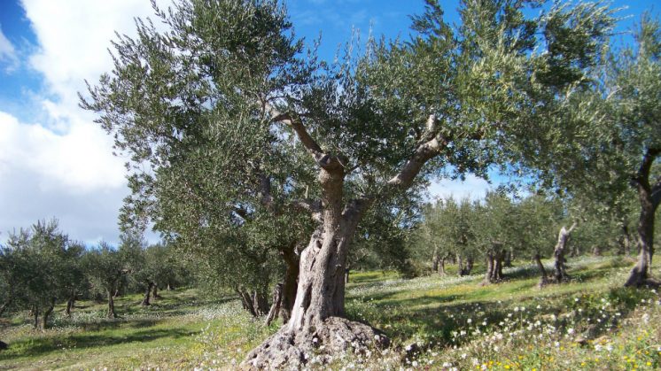 El olivo tiene múltiples beneficios para la salud no solo de pacientes con cáncer, también para otras enfermedades. Foto: aG