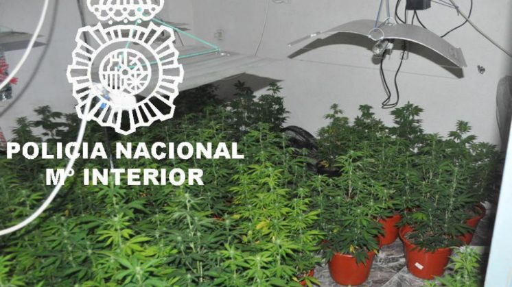 Plantas Cannabis Policía