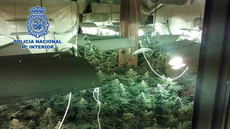 Los detenidos tenían unas 208 plantas de cannabis sátiva en diferentes estados de floración y numerosos esquejes de marihuana. Foto: Policía Nacional