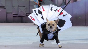 Vegas del Genil organiza un concurso de disfraces para mascotas