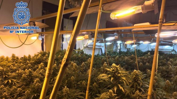 La habitación contaba con 30 lámparas halógenas para el cultivo de marihuana. Foto: aG | Policía Nacional