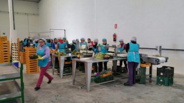 La primera cooperativa agrícola de Fuente Vaqueros ya da trabajo a 35 desempleadas