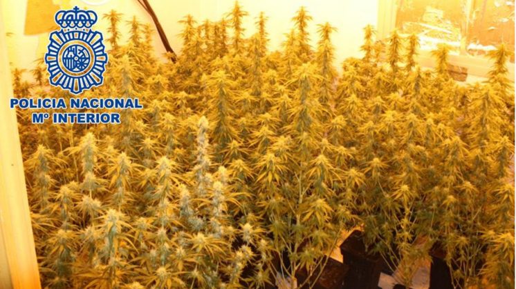 La Policía Nacional también encontró 80 gramos de marihuana en cogollos ya secos y dispuestos para su venta. Foto: Policía Nacional