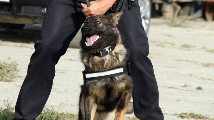 Linda será la primera integrante de la unidad canina de Vegas. Foto: Ayuntamiento 