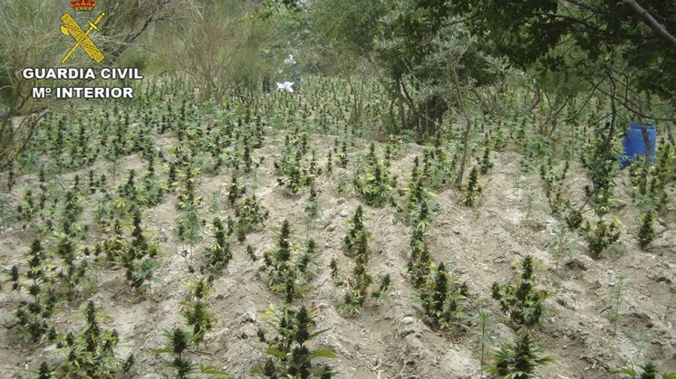 La Guardia Civil ha localizado 5160 plantas de cannabis sativa en el barranco del Hornillo del término municipal de Lújar. Foto: Guardia Civil