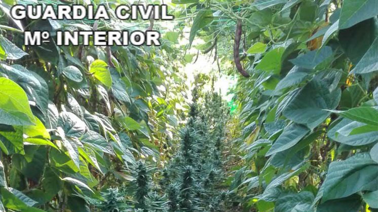 El 'cannabis' aprehendido ha resultado de una variedad igual o similar a la utilizada en las plantaciones tipo 'indoor'. Foto: Guardia Civil