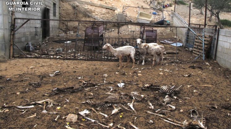 La Guardia Civil ha procedido a la "inmovilización cautelar" de la explotación, sacrificándose los animales moribundos y retirándose los cadáveres de los muertos. Foto: Guardia Civil