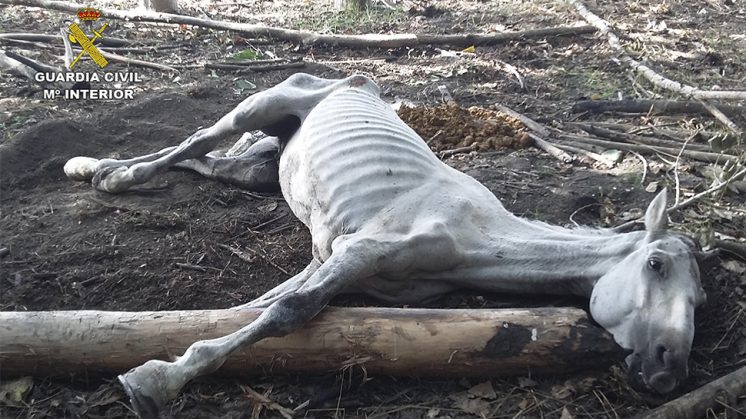 La veterinaria certificó que el equino murió de hambre y sed. Foto: Guardia Civil