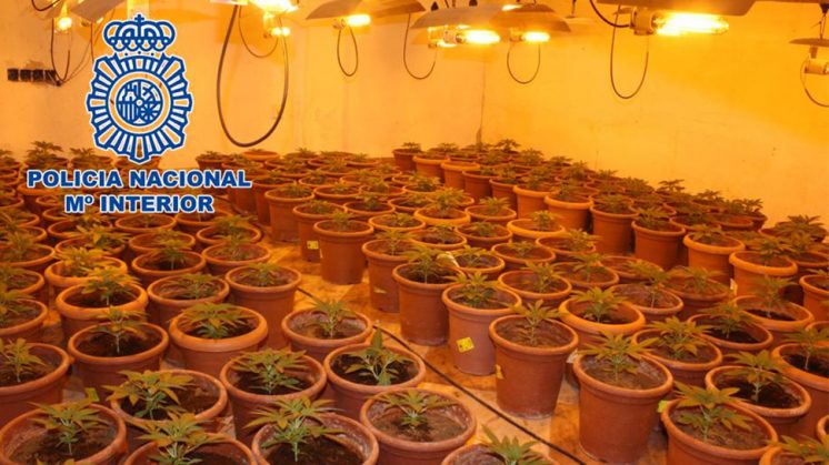 Las plantas estaban distribuidas en dos habitaciones habilitadas para el cultivo a gran escala. Foto: Policía Nacional