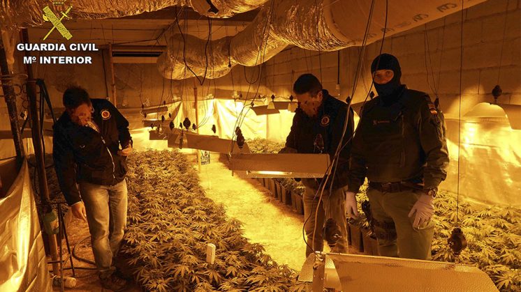 La Guardia Civil ha intervenido 2.000 plantas de cannabis sátiva en cuatro vivienda colindantes. Foto: Guardia Civil