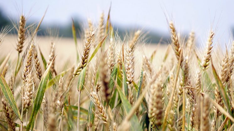 El trigo duro es uno de los cultivos típicamente mediterráneos, ya que para su óptima producción y calidad requiere ambientes moderadamente secos y con elevada temperatura y radiación durante el crecimiento de los granos. Foto: UGR 